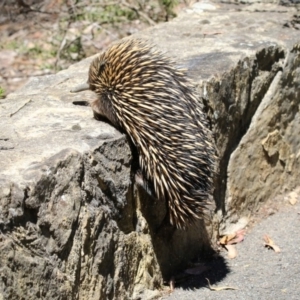 Tachyglossus aculeatus at Canberra Central, ACT - 1 Nov 2017