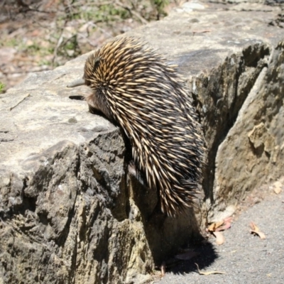 Tachyglossus aculeatus (Short-beaked Echidna) at Canberra Central, ACT - 31 Oct 2017 by AlisonMilton