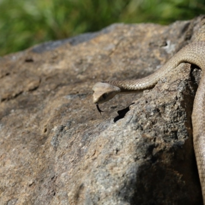 Pseudonaja textilis (Eastern Brown Snake) at Acton, ACT - 1 Nov 2017 by AlisonMilton