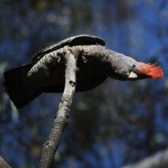 Callocephalon fimbriatum (Gang-gang Cockatoo) at Acton, ACT - 1 Nov 2017 by Alison Milton