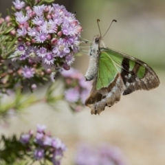 Graphium macleayanum (Macleay's Swallowtail) at Acton, ACT - 1 Nov 2017 by AlisonMilton