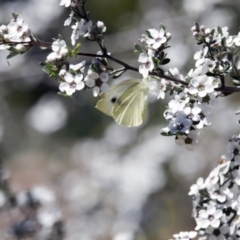 Pieris rapae (Cabbage White) at ANBG - 31 Oct 2017 by Alison Milton