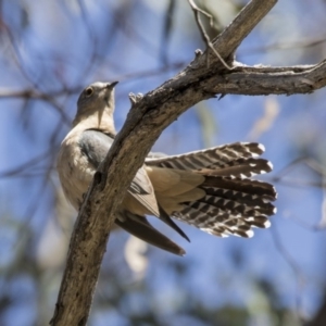 Cacomantis flabelliformis at Acton, ACT - 1 Nov 2017