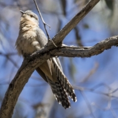 Cacomantis flabelliformis at Acton, ACT - 1 Nov 2017