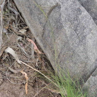 Poa sp. CNM1 (under review, formerly Poa meionectes) (Snow Grass) at Tuggeranong Hill - 24 Oct 2017 by michaelb