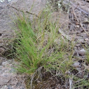 Poa sp. CNM1 (under review, formerly Poa meionectes) at Conder, ACT - 24 Oct 2017