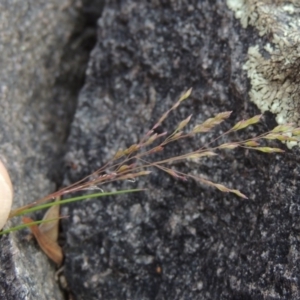 Poa sp. CNM1 (under review, formerly Poa meionectes) at Conder, ACT - 24 Oct 2017