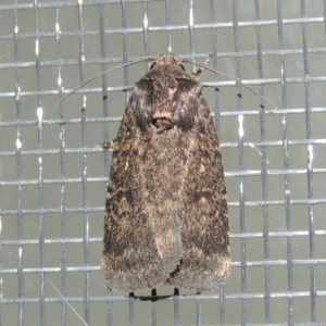 Proteuxoa provisional species 1 at Conder, ACT - 12 Mar 2015