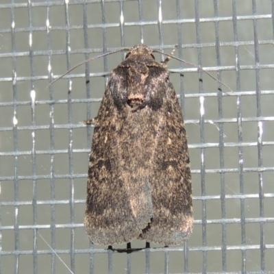 Proteuxoa provisional species 1 at Conder, ACT - 12 Mar 2015 by michaelb