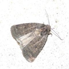 Proteuxoa provisional species 1 at Conder, ACT - 12 Mar 2015