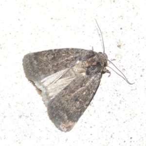 Proteuxoa provisional species 1 at Conder, ACT - 12 Mar 2015