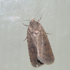Proteuxoa provisional species 1 at Pollinator-friendly garden Conder - 22 Mar 2015 by michaelb