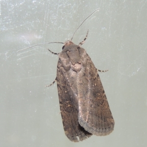 Proteuxoa provisional species 1 at Conder, ACT - 23 Mar 2015