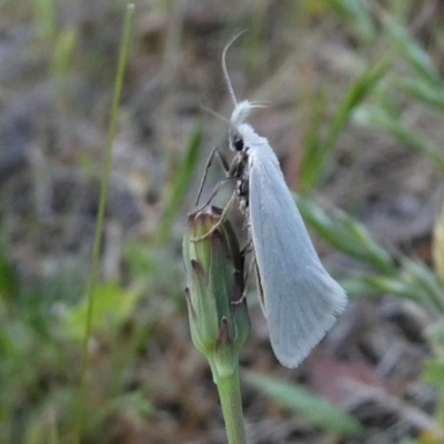 Zacorus carus (Wingia group moth) at Wandiyali-Environa Conservation Area - 1 Nov 2017 by Wandiyali