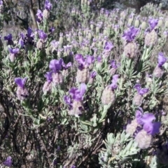 Lavandula stoechas (Spanish Lavender or Topped Lavender) at Pialligo, ACT - 1 Nov 2017 by SilkeSma