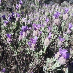 Lavandula stoechas at Pialligo, ACT - 2 Nov 2017