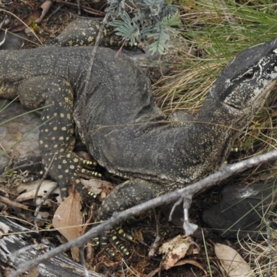 Varanus rosenbergi (Heath or Rosenberg's Monitor) at Booth, ACT - 2 Nov 2017 by JohnBundock