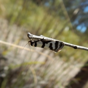 Philobota impletella Group at Aranda, ACT - 1 Nov 2017