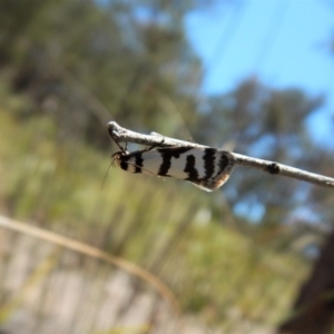 Philobota impletella Group at Aranda, ACT - 1 Nov 2017