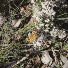 Vanessa kershawi (Australian Painted Lady) at Michelago, NSW - 28 Sep 2010 by Illilanga