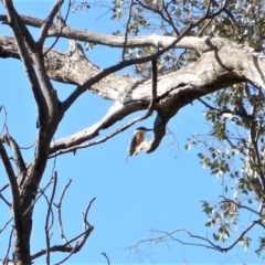 Todiramphus sanctus (Sacred Kingfisher) at Belconnen, ACT - 2 Nov 2017 by CathB