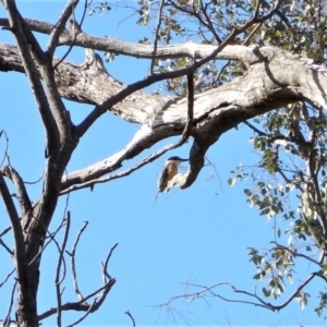 Todiramphus sanctus at Belconnen, ACT - 2 Nov 2017 10:17 AM