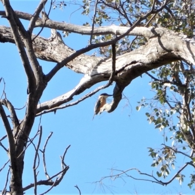 Todiramphus sanctus (Sacred Kingfisher) at Belconnen, ACT - 1 Nov 2017 by CathB