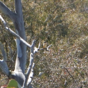 Todiramphus sanctus at Belconnen, ACT - 2 Nov 2017 10:17 AM