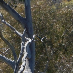 Todiramphus sanctus at Belconnen, ACT - 2 Nov 2017 10:17 AM