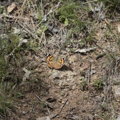 Vanessa kershawi (Australian Painted Lady) at Michelago, NSW - 21 Oct 2016 by Illilanga