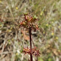 Acaena echinata (Sheeps Burr) at Cook, ACT - 1 Nov 2017 by CathB