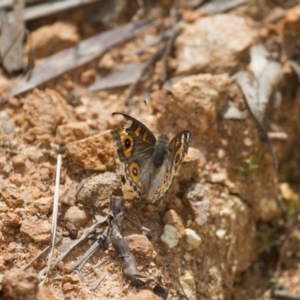 Junonia villida at Michelago, NSW - 23 Jan 2015