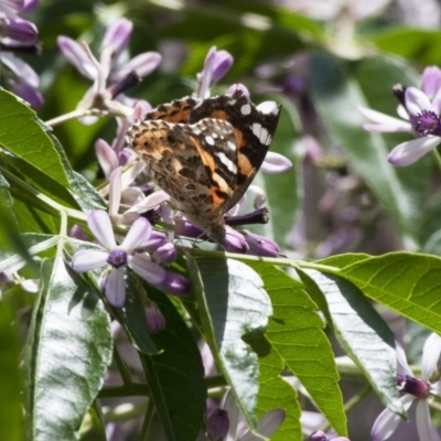 Vanessa kershawi (Australian Painted Lady) at Michelago, NSW - 13 Nov 2011 by Illilanga