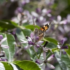 Vanessa kershawi at Michelago, NSW - 13 Nov 2011 12:40 PM