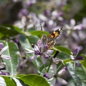 Vanessa kershawi at Michelago, NSW - 13 Nov 2011 12:40 PM