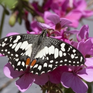 Papilio demoleus at Michelago, NSW - 30 Oct 2011 03:04 PM