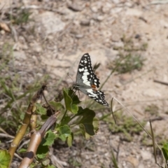 Papilio demoleus at Michelago, NSW - 30 Oct 2011 03:04 PM