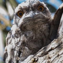 Podargus strigoides (Tawny Frogmouth) at Forde, ACT - 2 Nov 2017 by DerekC