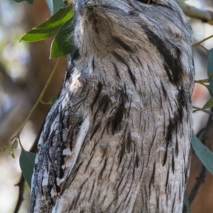 Podargus strigoides at Forde, ACT - 2 Nov 2017