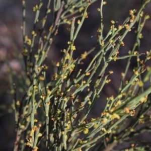 Exocarpos strictus at Gundaroo, NSW - 29 Oct 2017 02:41 PM