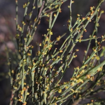 Exocarpos strictus (Dwarf Cherry) at MTR591 at Gundaroo - 29 Oct 2017 by MaartjeSevenster