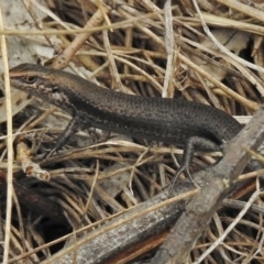 Pseudemoia entrecasteauxii (Woodland Tussock-skink) at Booth, ACT - 2 Nov 2017 by JohnBundock