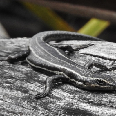 Pseudemoia spenceri (Spencer's Skink) at Booth, ACT - 2 Nov 2017 by JohnBundock