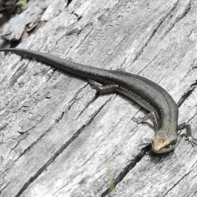 Pseudemoia entrecasteauxii (Woodland Tussock-skink) at Booth, ACT - 2 Nov 2017 by JohnBundock