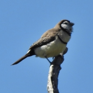 Stizoptera bichenovii at Tennent, ACT - 2 Nov 2017