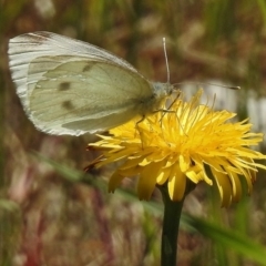 Pieris rapae (Cabbage White) at Tennent, ACT - 1 Nov 2017 by JohnBundock