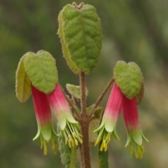 Correa reflexa var. reflexa (Common Correa, Native Fuchsia) at Stromlo, ACT - 28 Jun 2017 by KenT