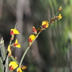 Bossiaea grayi (Murrumbidgee Bossiaea) at Stromlo, ACT - 26 Sep 2017 by KenT