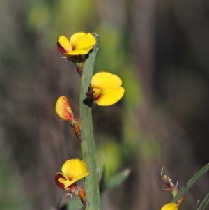 Bossiaea grayi at Stromlo, ACT - suppressed