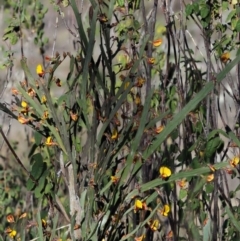 Bossiaea grayi at Stromlo, ACT - suppressed